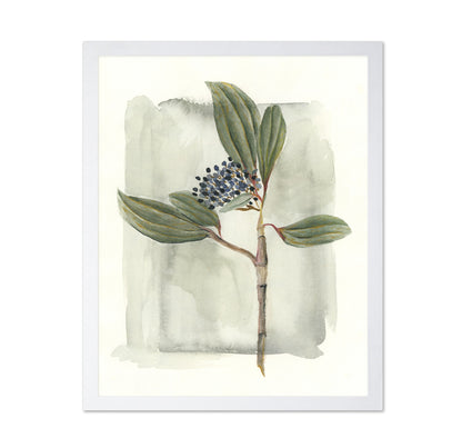 Viburnum Davidii