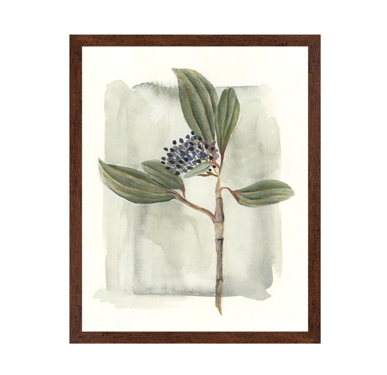 Viburnum Davidii