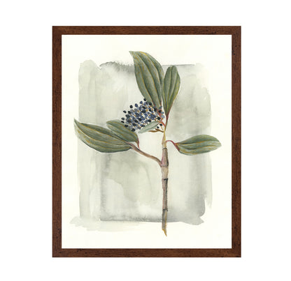 Viburnum Davidii