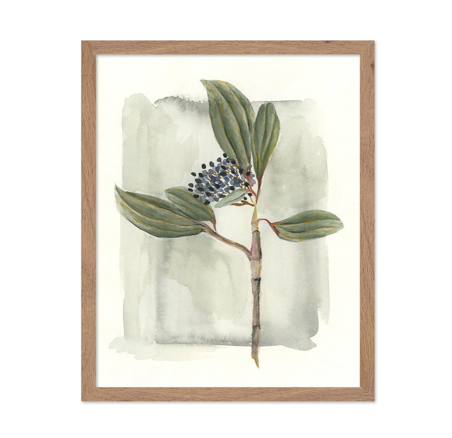 Viburnum Davidii