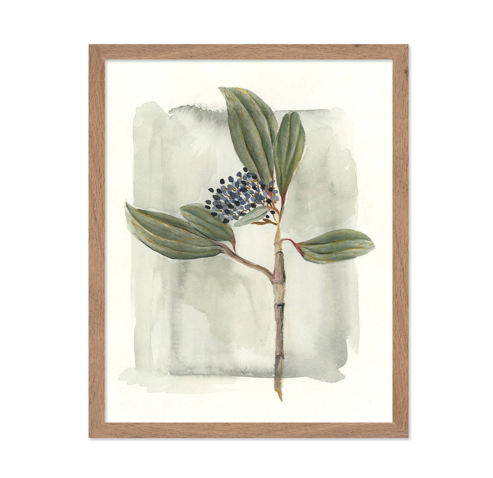 Viburnum Davidii
