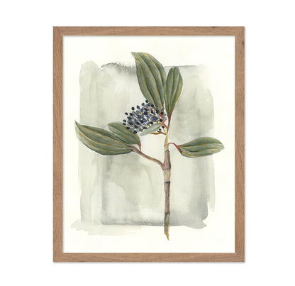 Viburnum Davidii