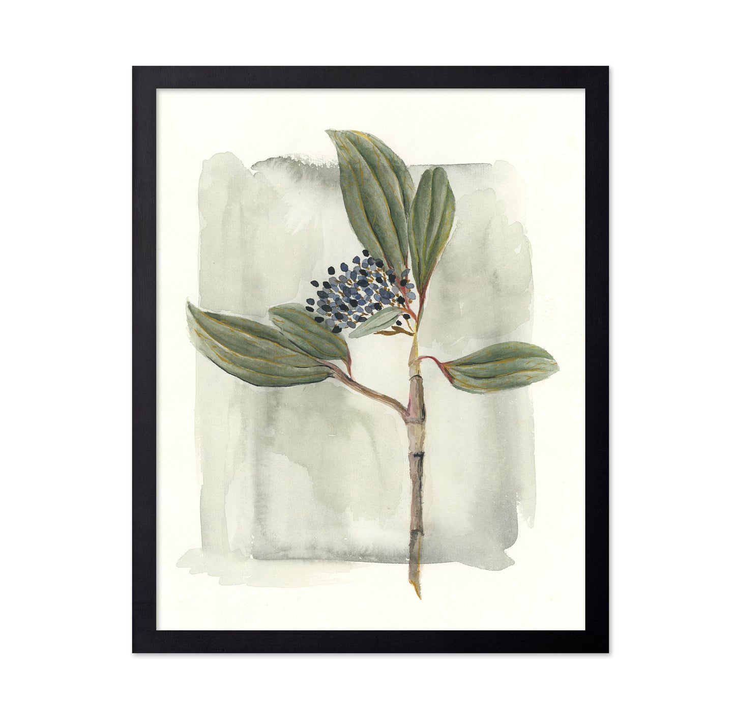 Viburnum Davidii