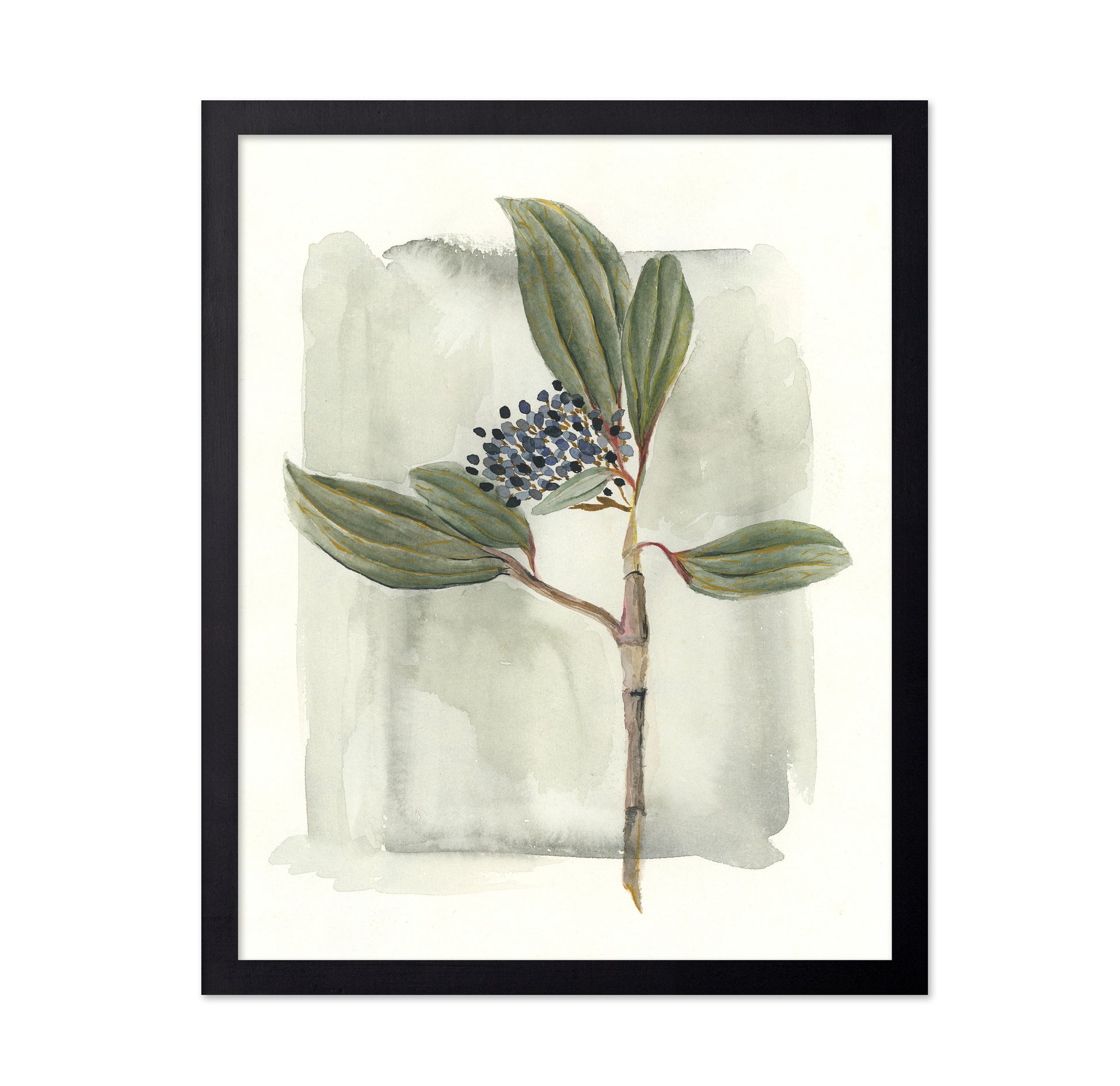Viburnum Davidii
