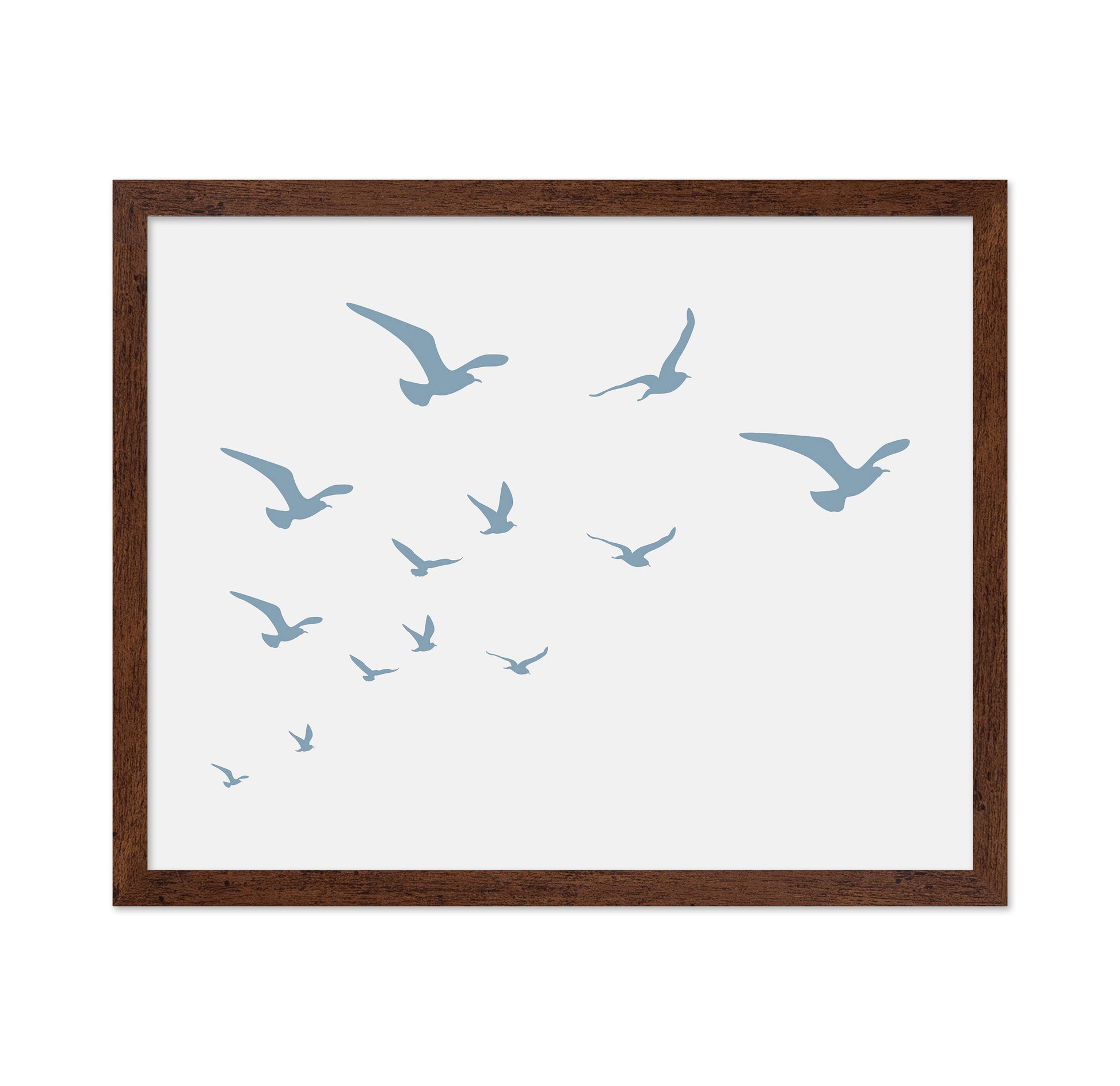 Seagulls White Background