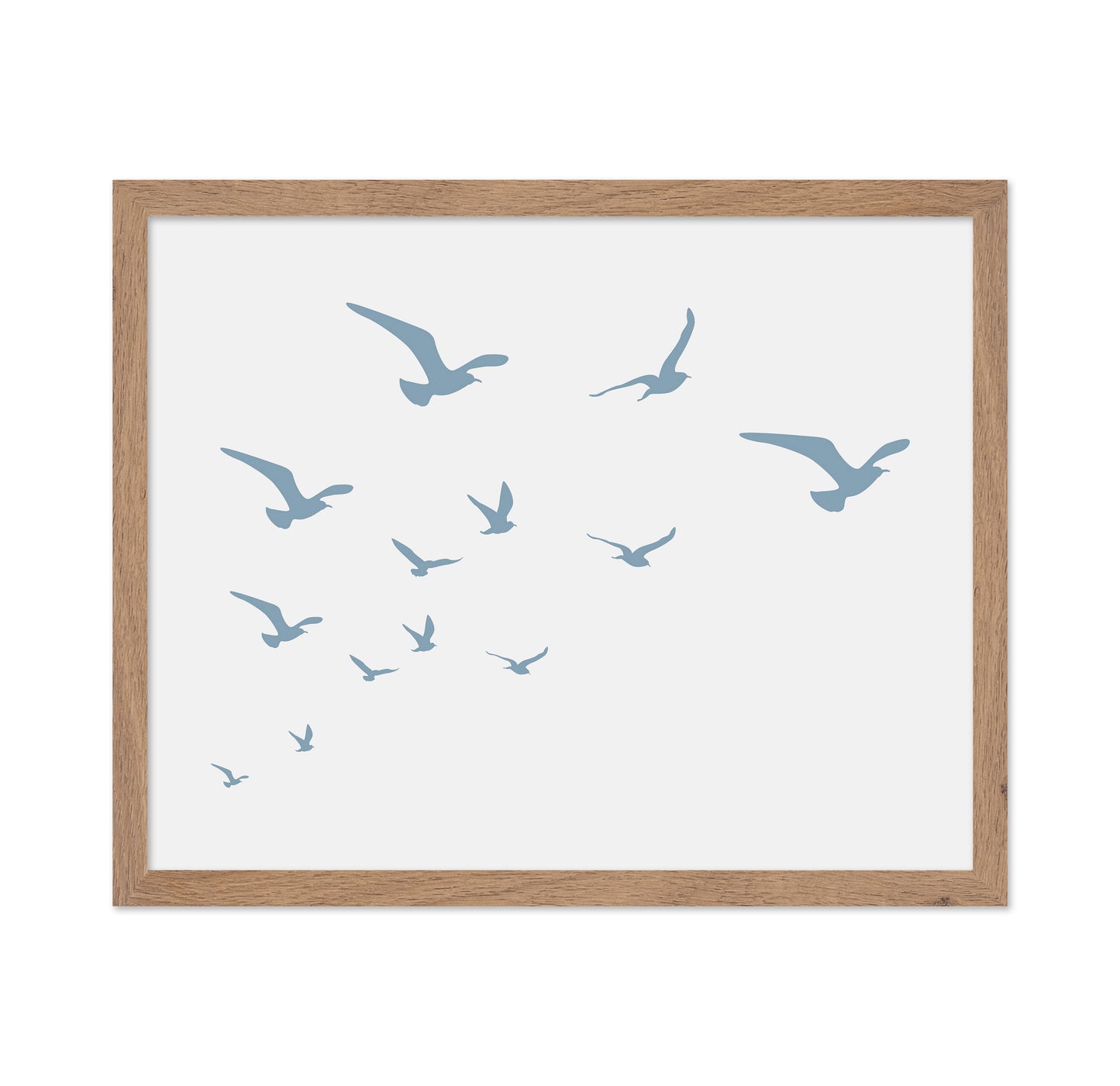 Seagulls White Background