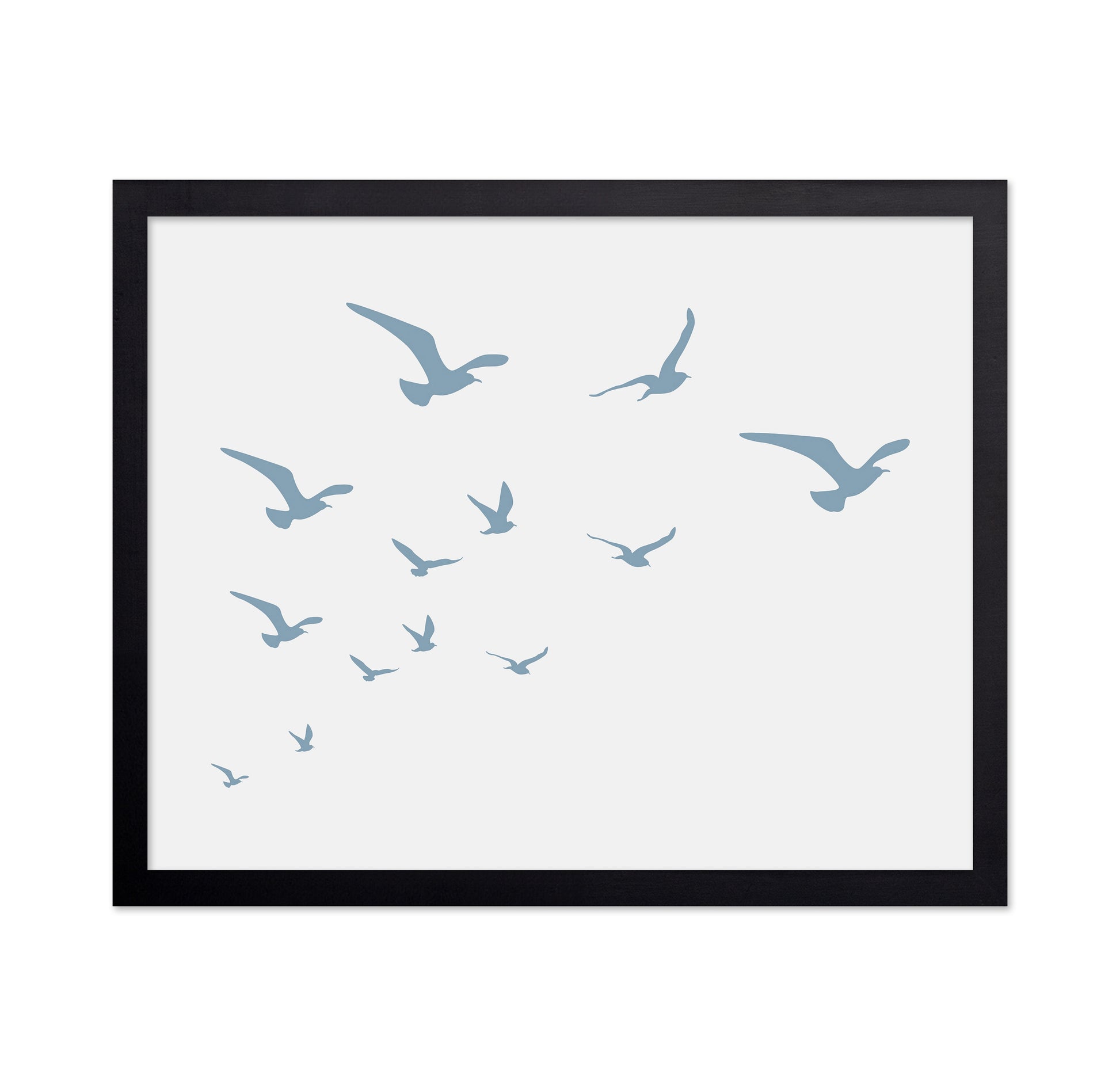 Seagulls White Background