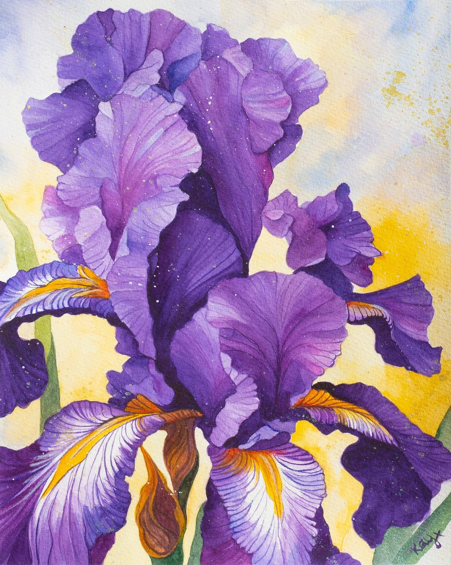 Iris