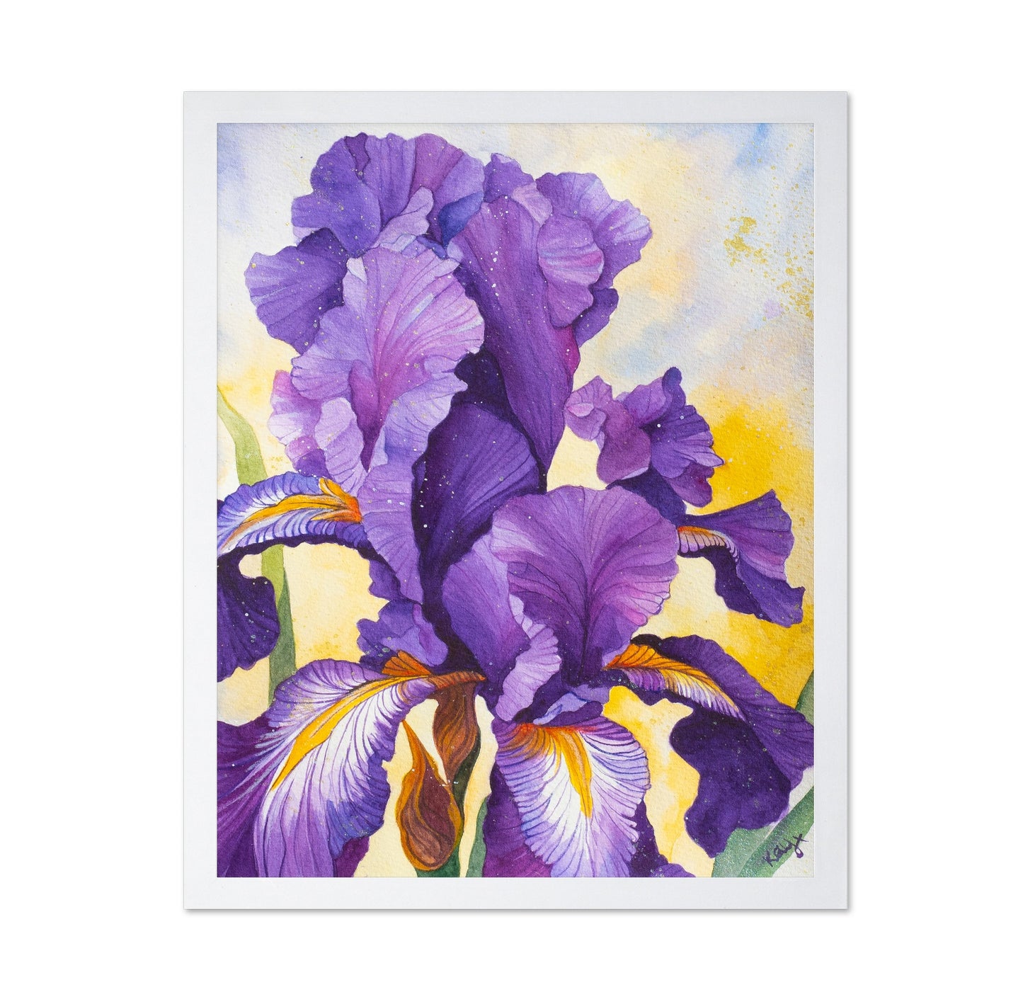 Iris