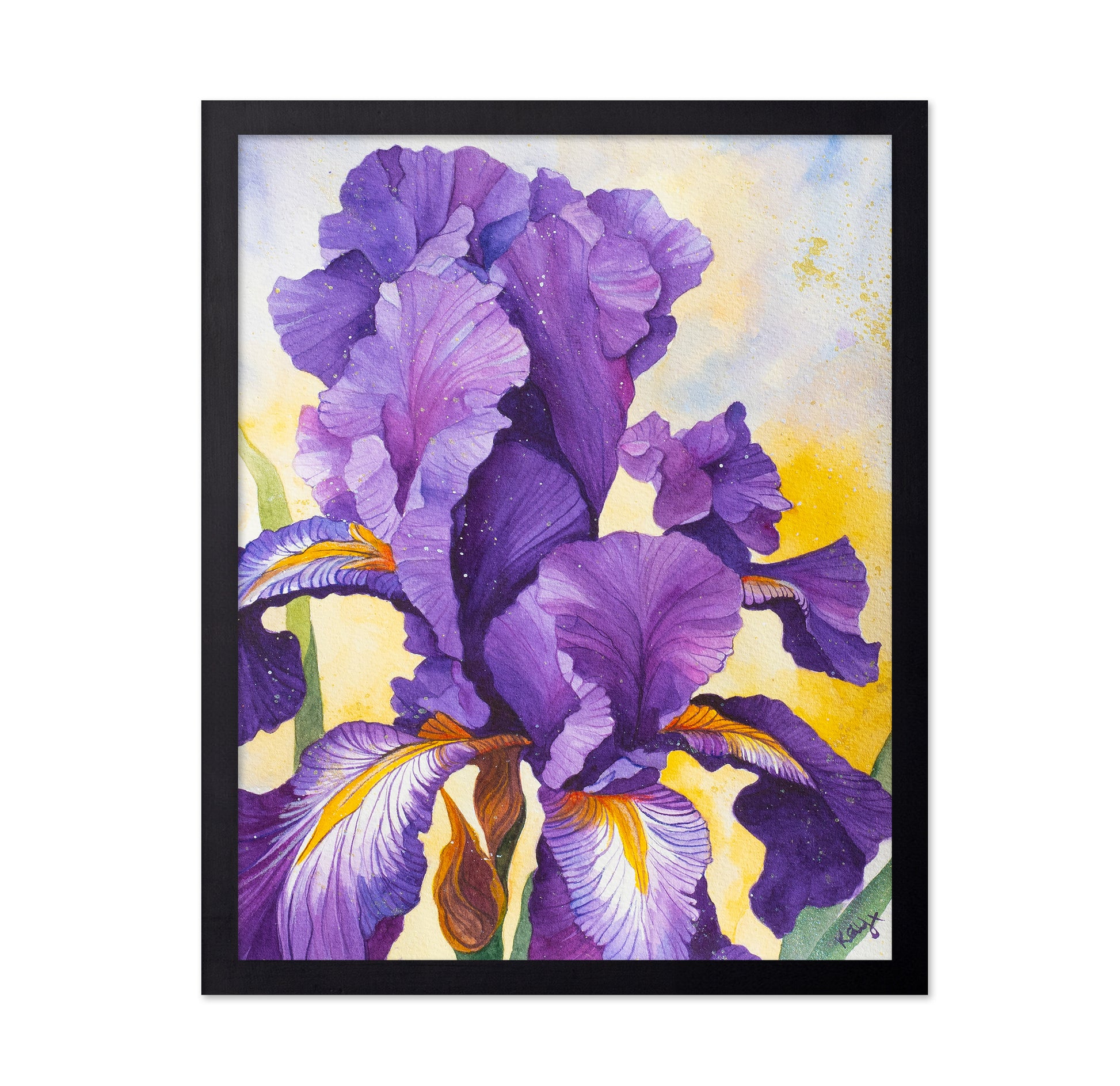 Iris