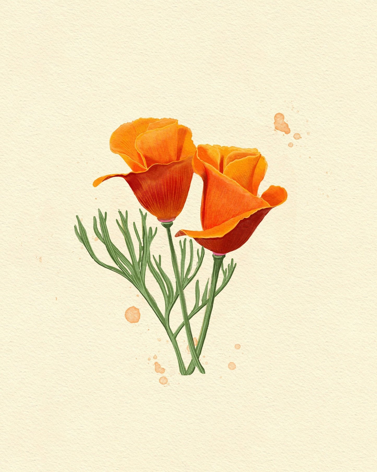 California Poppy