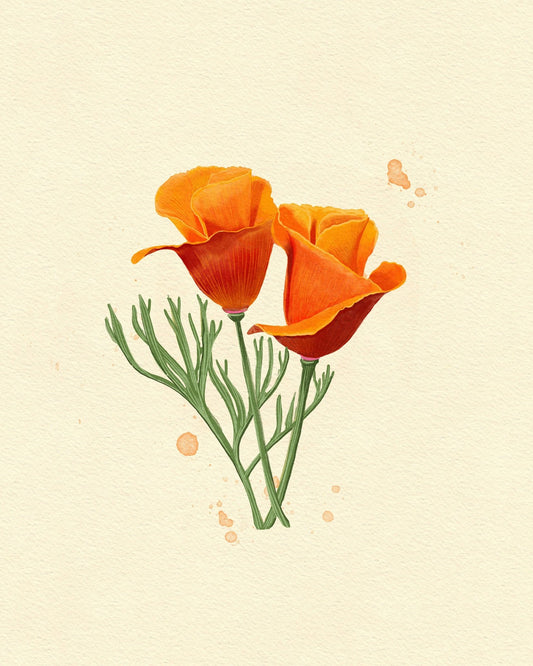 California Poppy
