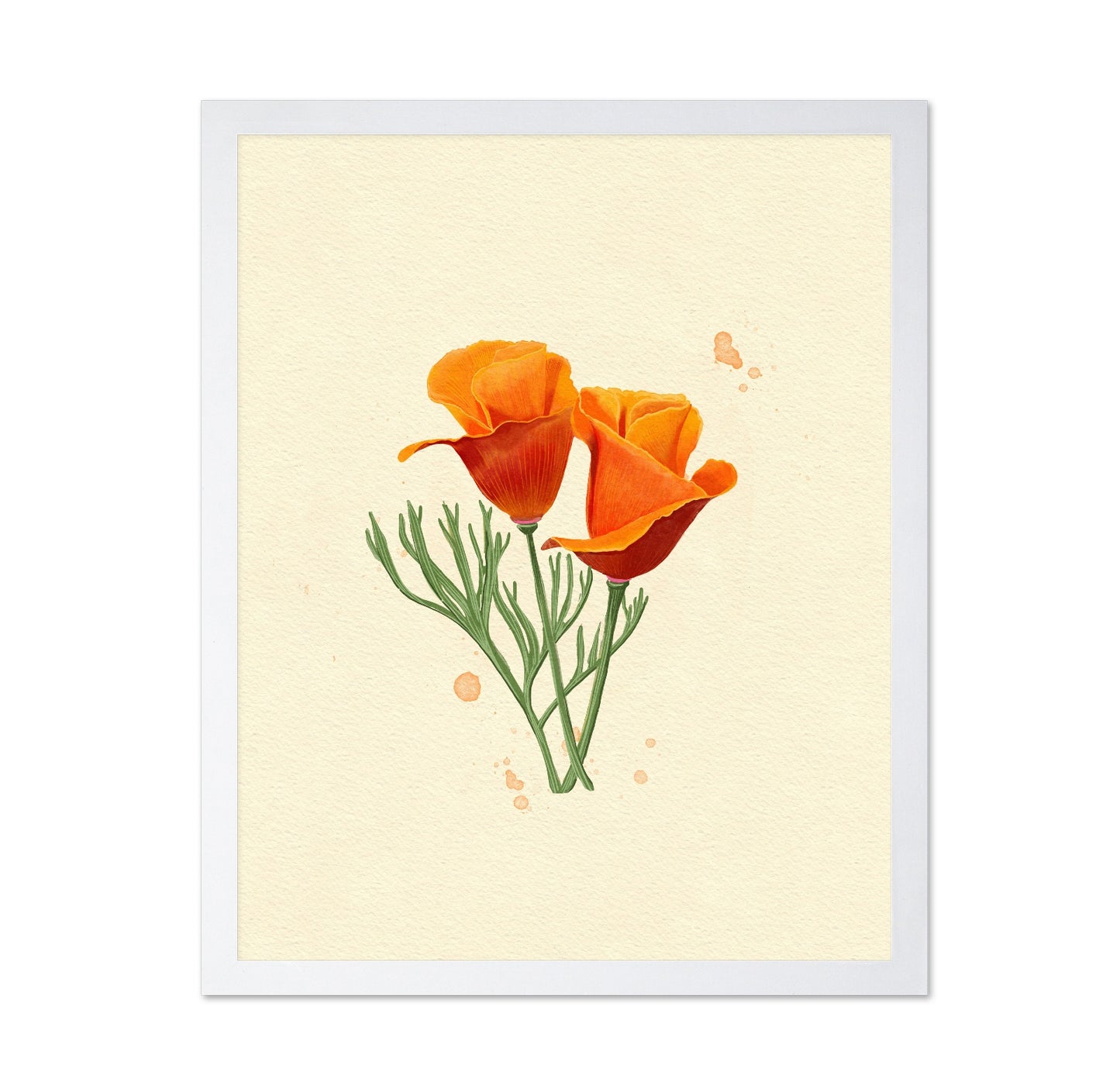 California Poppy