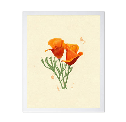 California Poppy