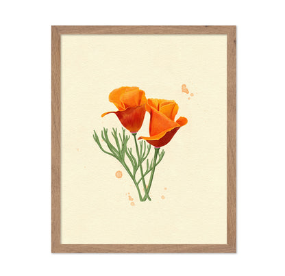 California Poppy