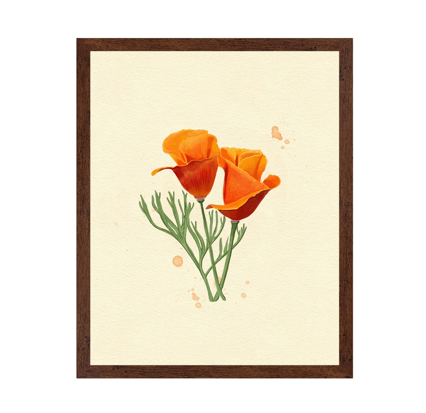 California Poppy