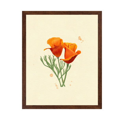 California Poppy