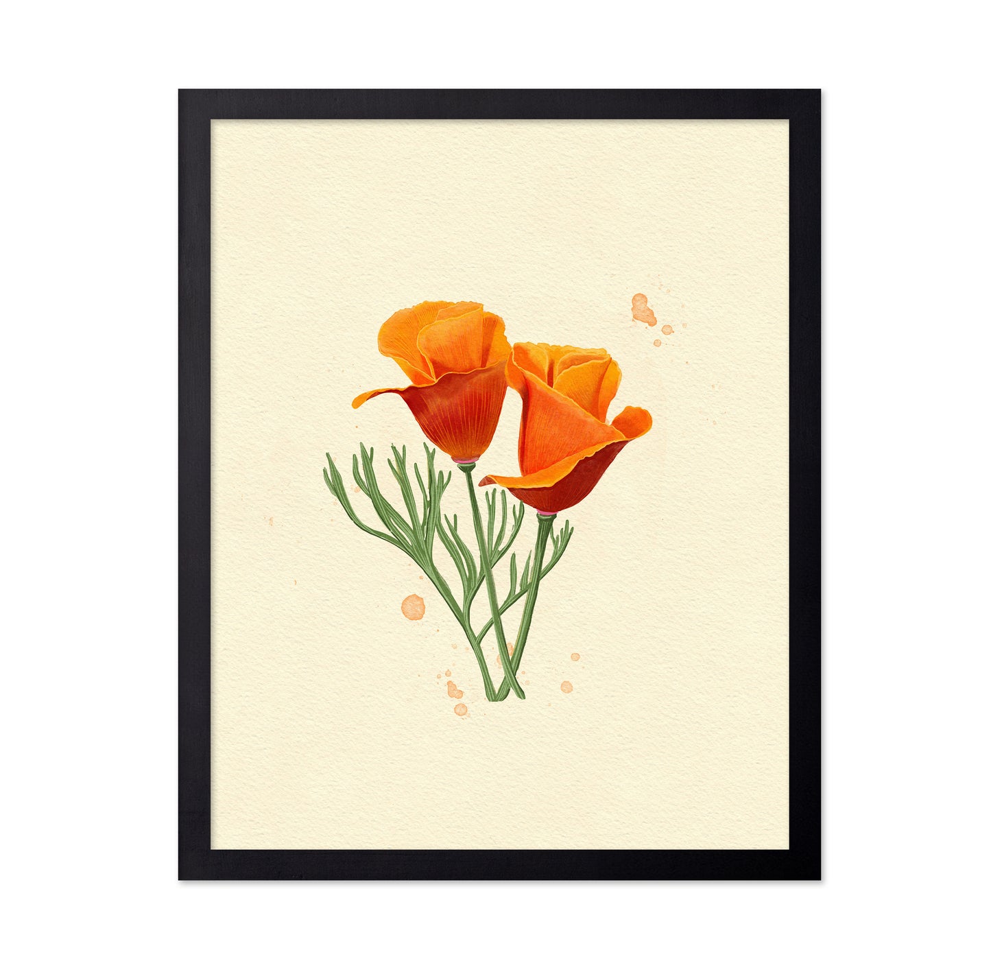 California Poppy