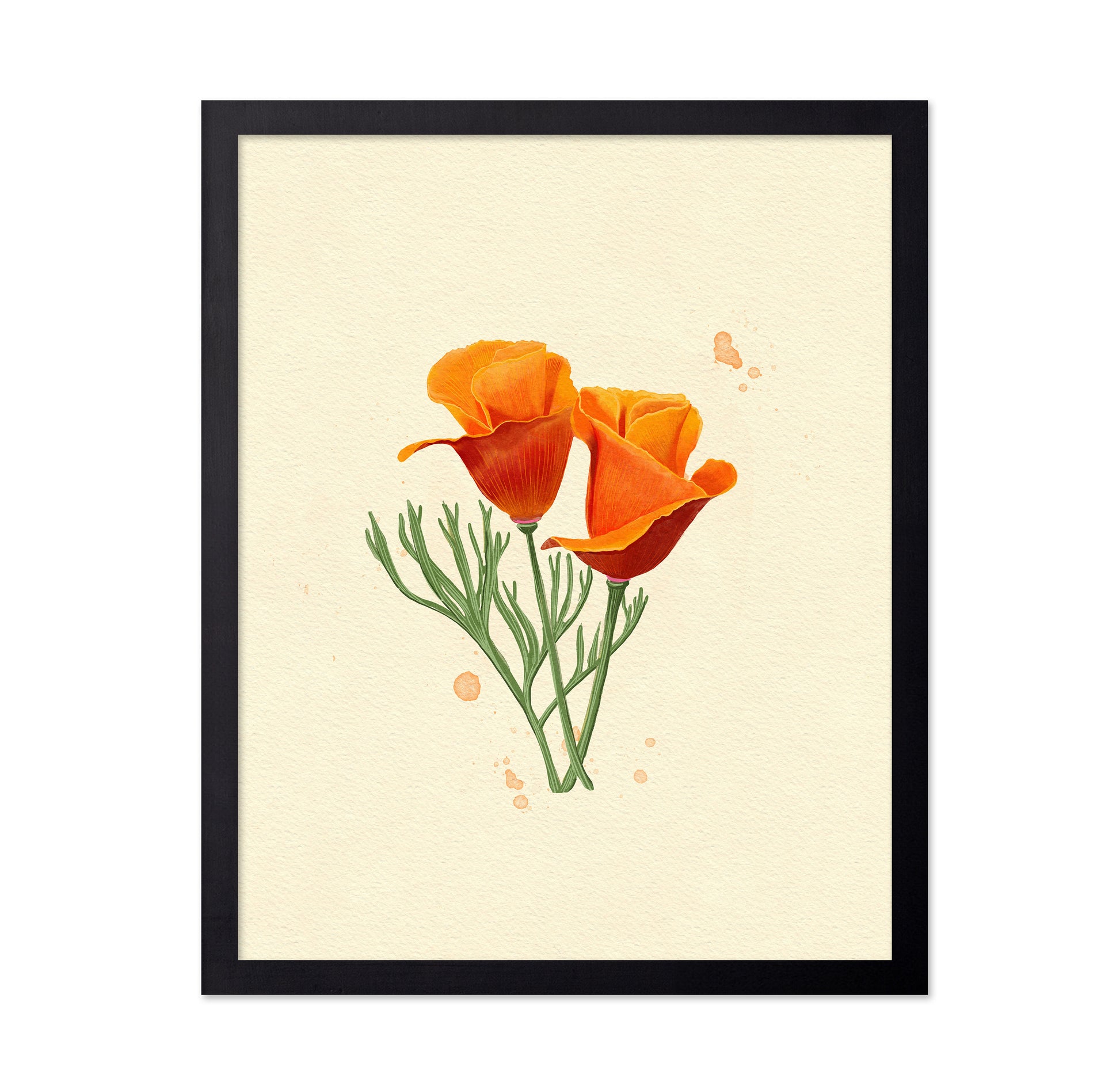 California Poppy