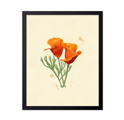 California Poppy