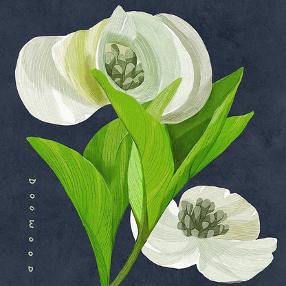 White Dogwood on Navy