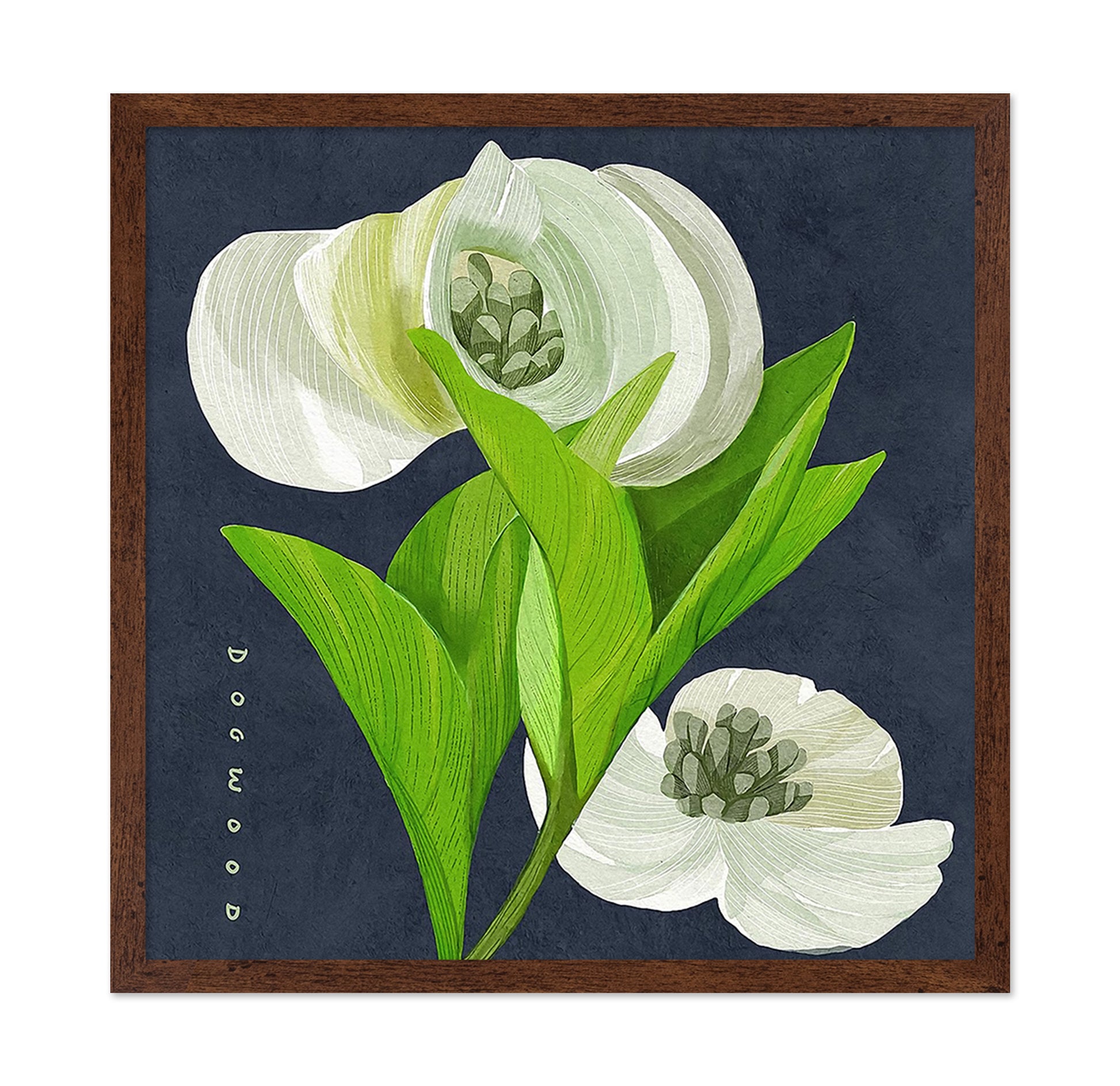 White Dogwood on Navy