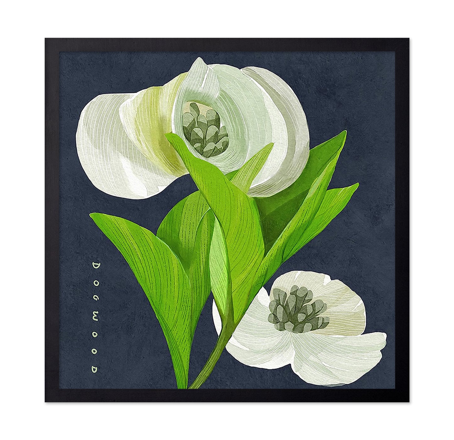 White Dogwood on Navy