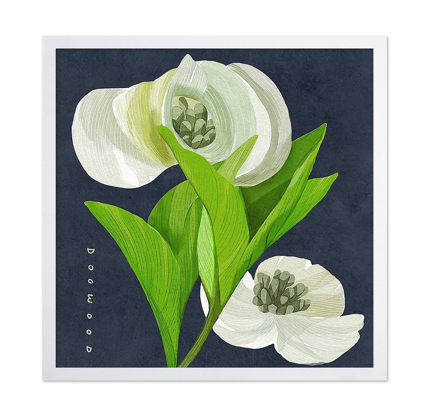 White Dogwood on Navy