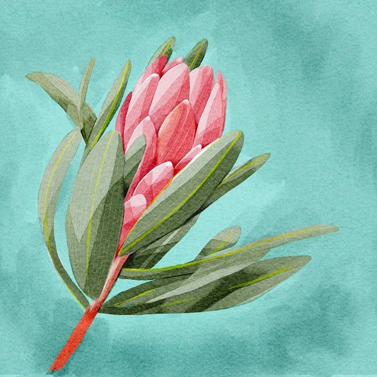 Protea