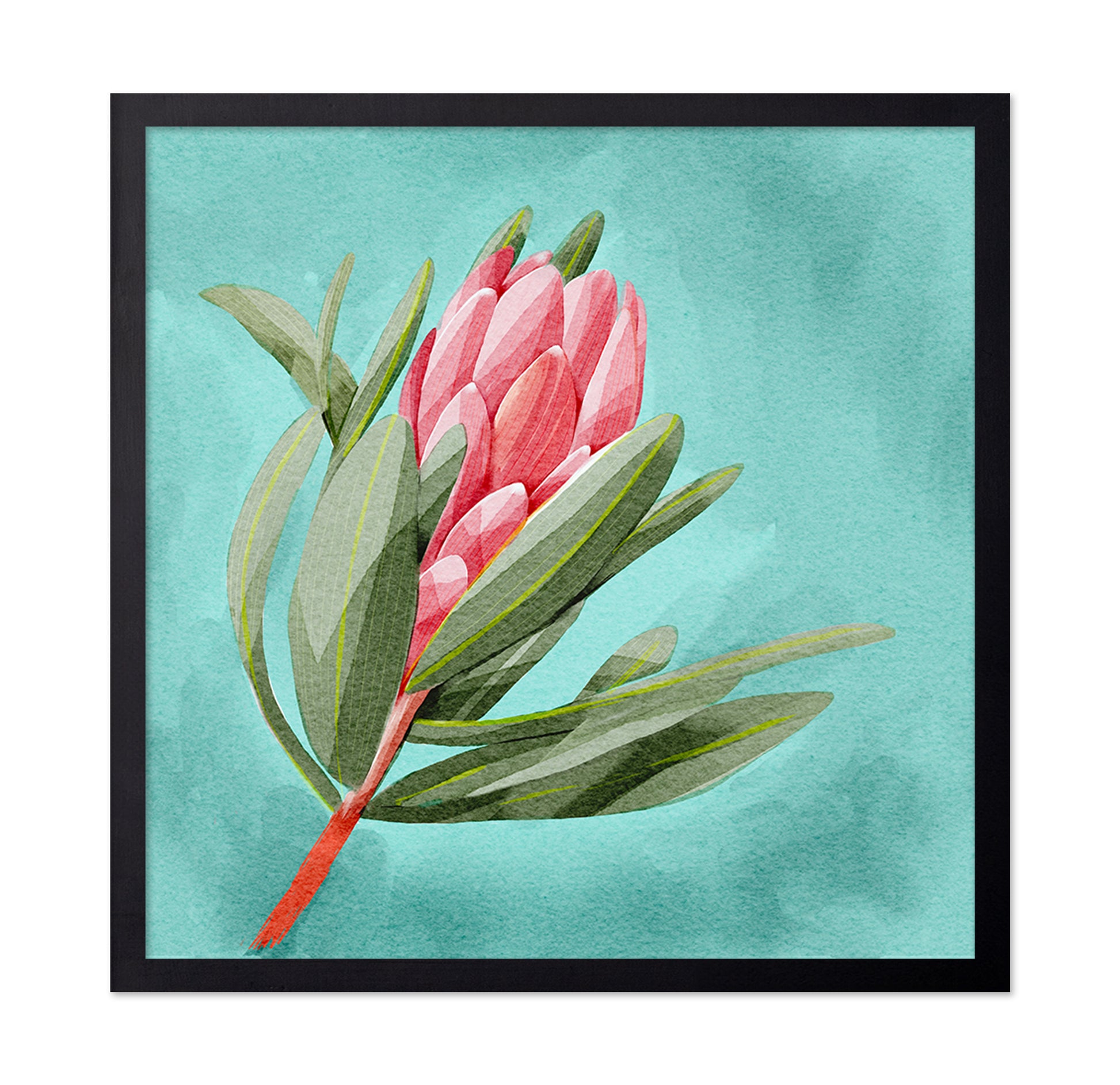 Protea