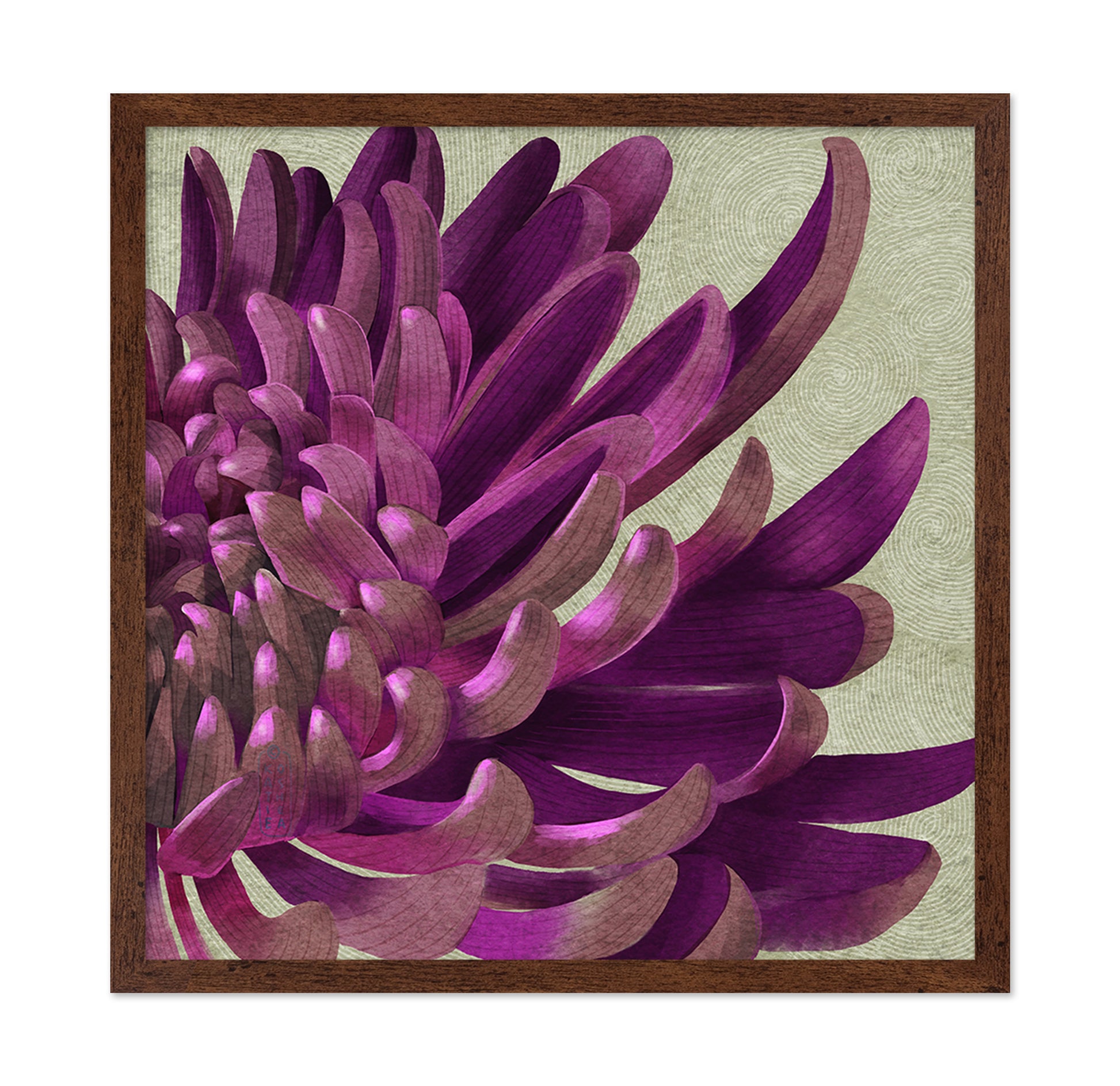 Purple Chrysanthemum