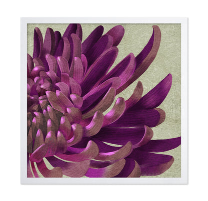 Purple Chrysanthemum