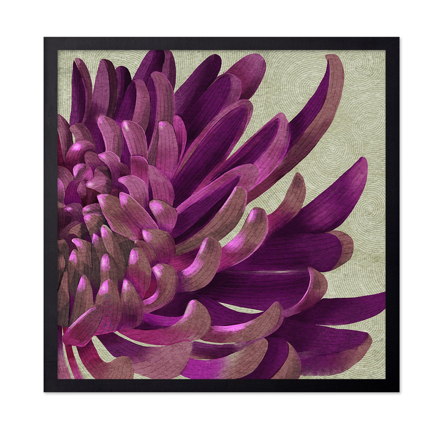 Purple Chrysanthemum
