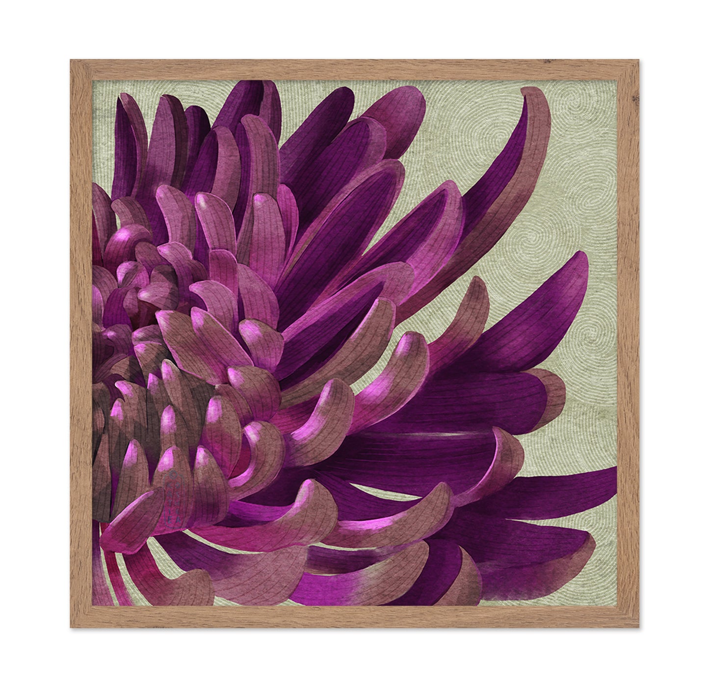 Purple Chrysanthemum