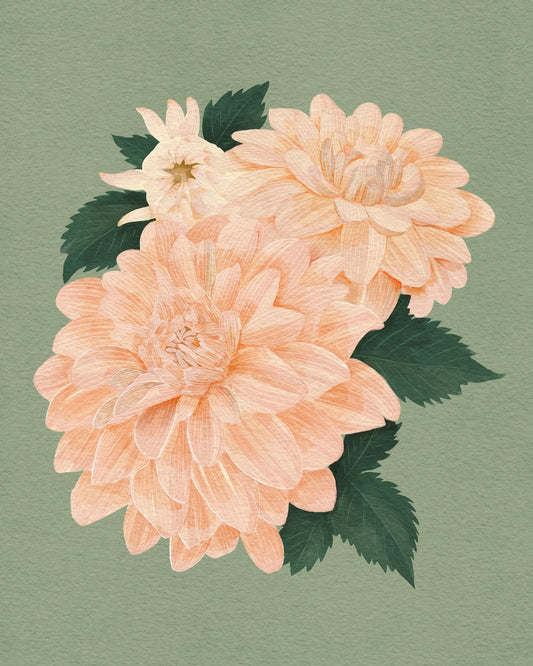 Pink Dahlias