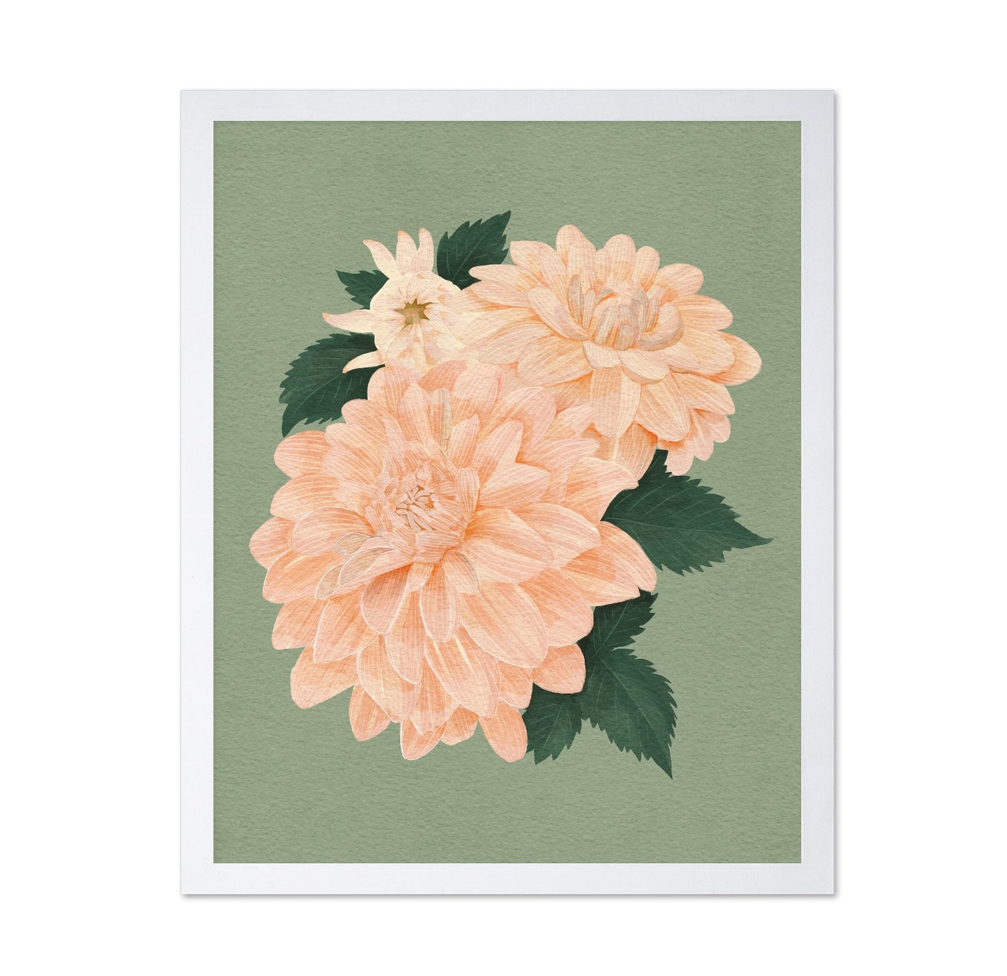Pink Dahlias