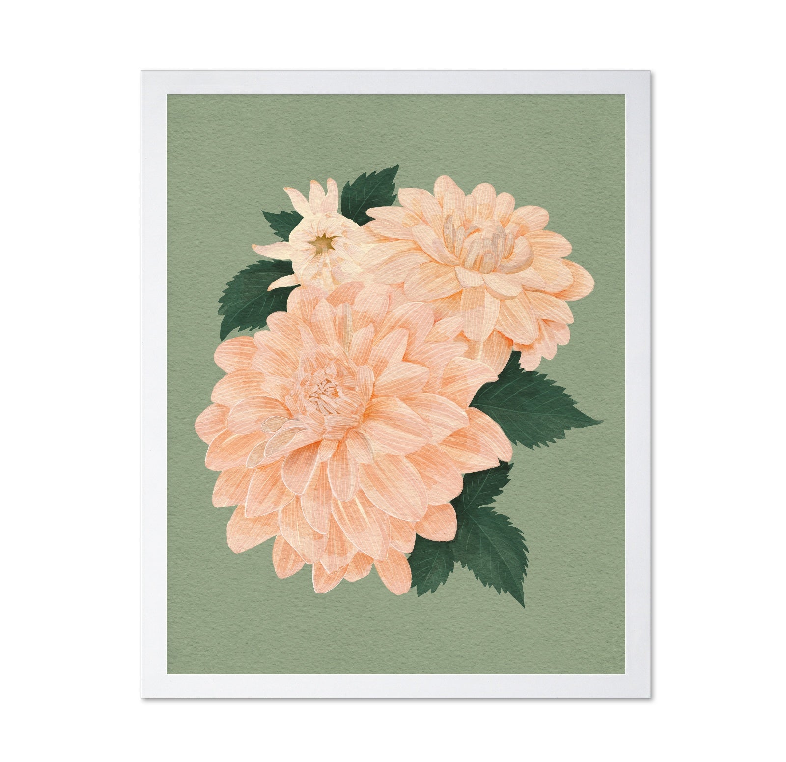 Pink Dahlias