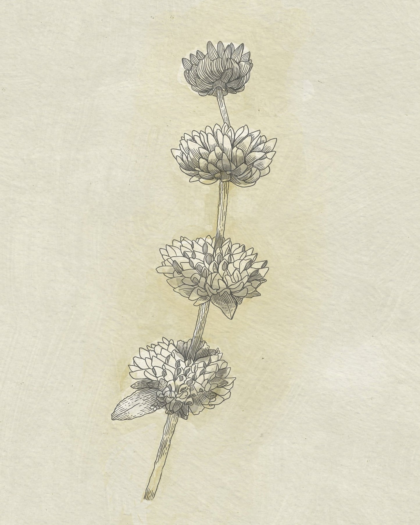 Seed Pods