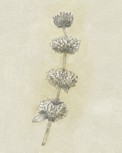 Seed Pods