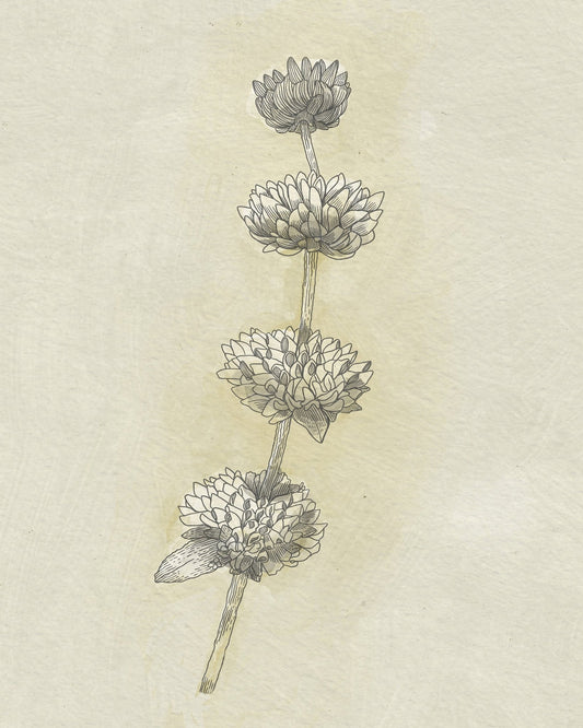 Seed Pods