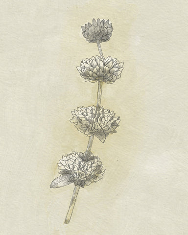 Seed Pods