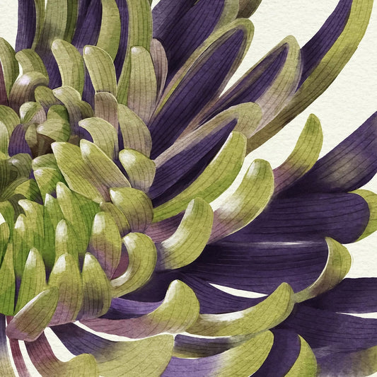 Chrysanthemum No 2
