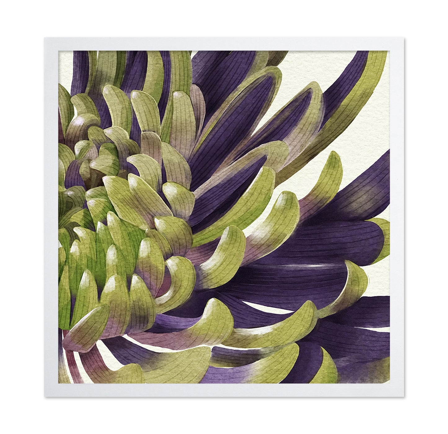 Chrysanthemum No 2