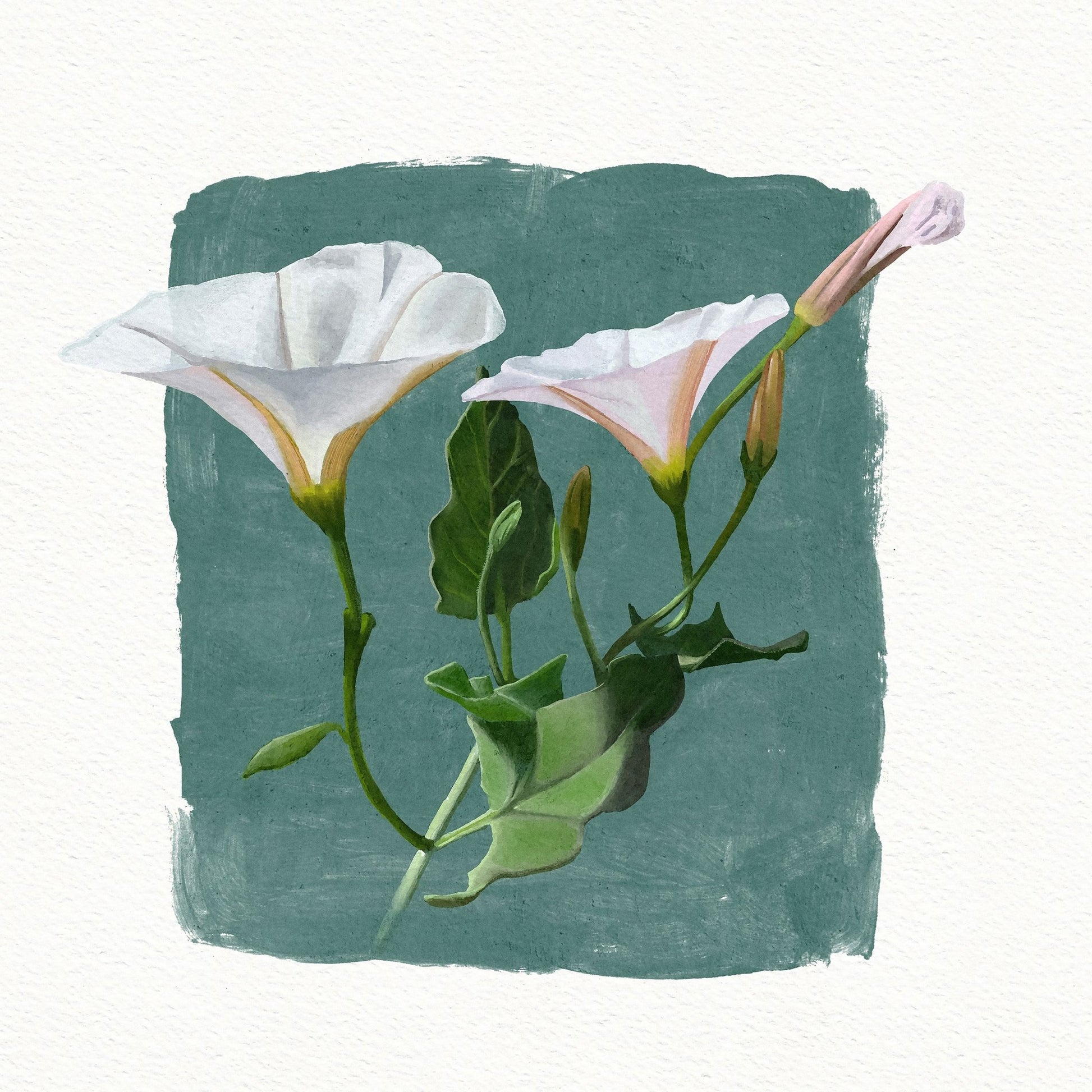 Morning Glory