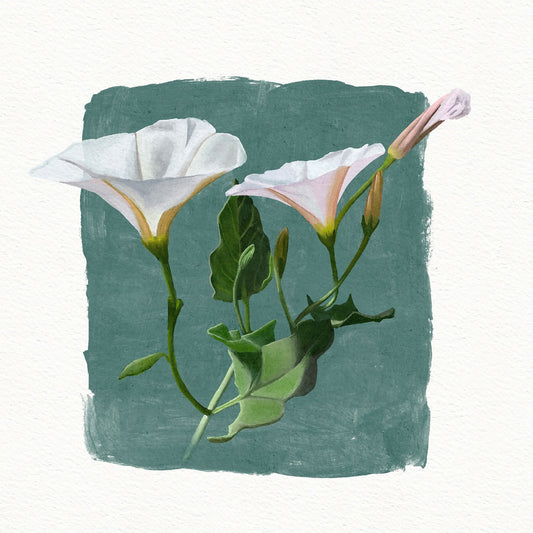 Morning Glory