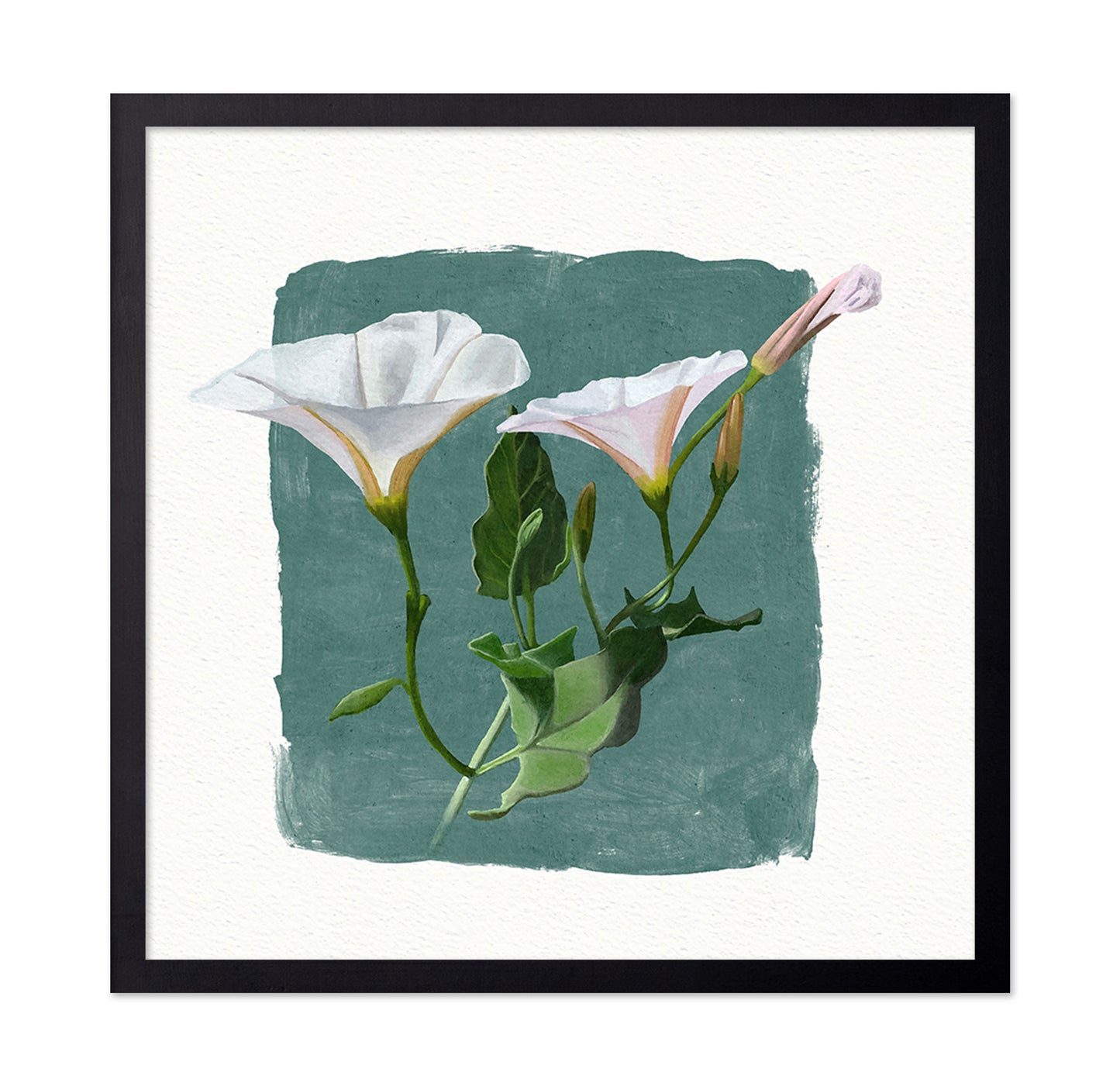 Morning Glory