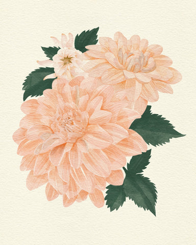 Pink Dahlia on Cream