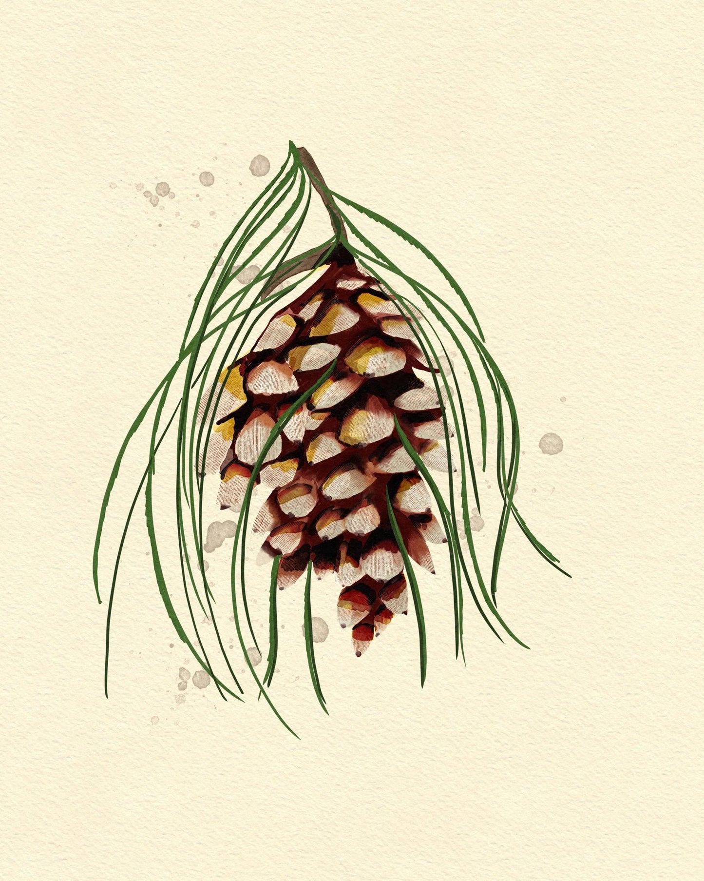 Maine White Pine Cone Copy