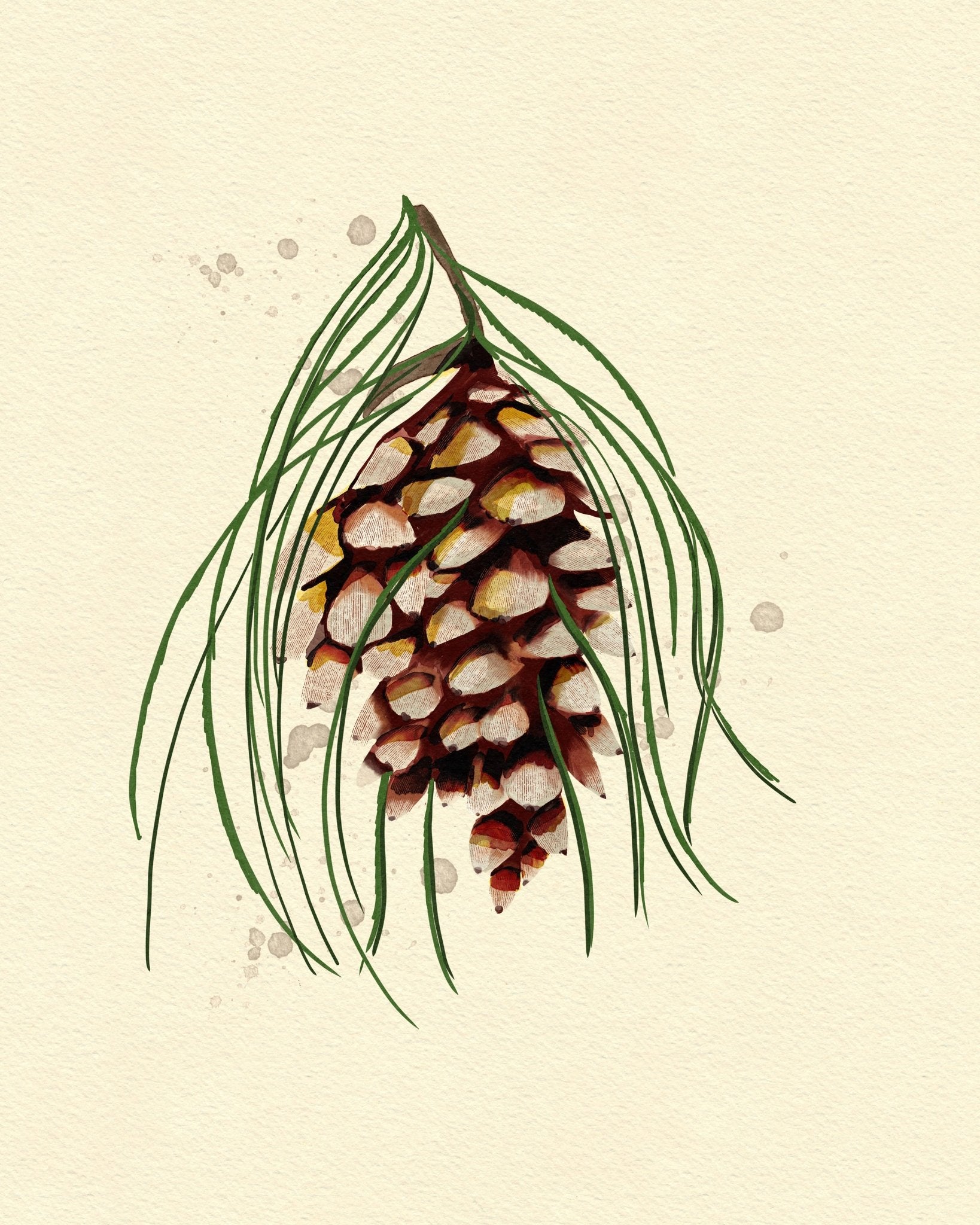Maine White Pine Cone Copy