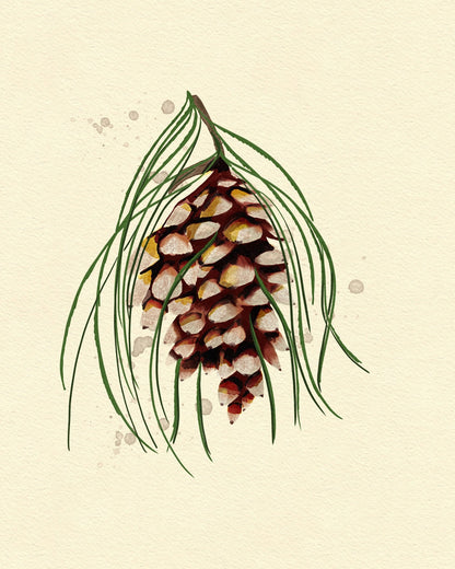 Maine White Pine Cone Copy
